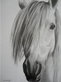 Portrait d'un cheval - Crayon graphite