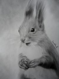 Ecureuil / squirrel - crayon graphite