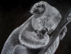 koala - crayon graphite