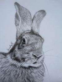 Portrait lapin / rabbit drawing